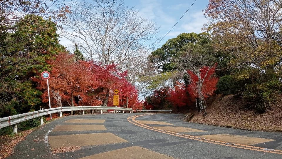 高良大社の紅葉は、道路沿いはかなり赤くなっていました