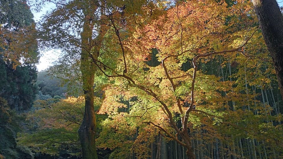 11月25日時点の紅葉